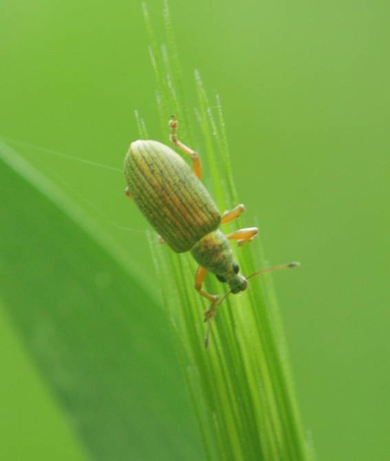 Polydrusus?